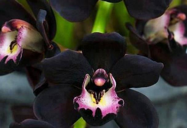 This "mysterious" orchid is elegant, stylish, high-grade, and can be maintained by novices