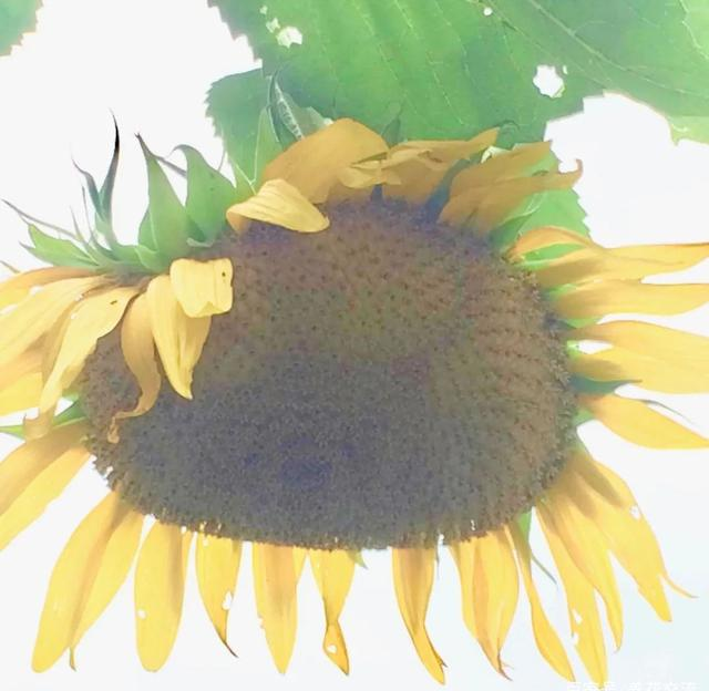 Sunflower Flowers moving towards the sun? Actually, the stem is moving. Why is it facing east when it's ripe?