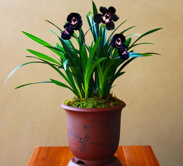 This "mysterious" orchid is elegant, stylish, high-grade, and can be maintained by novices