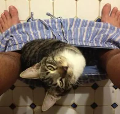 Cat is looking at you