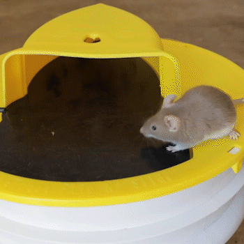 Hot Sale Bucket Lid Rat Trap Housgift Hot Sale Bucket Lid Rat Trap Housgift