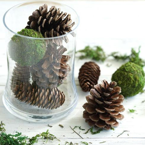 “pine cones in a glass vase”