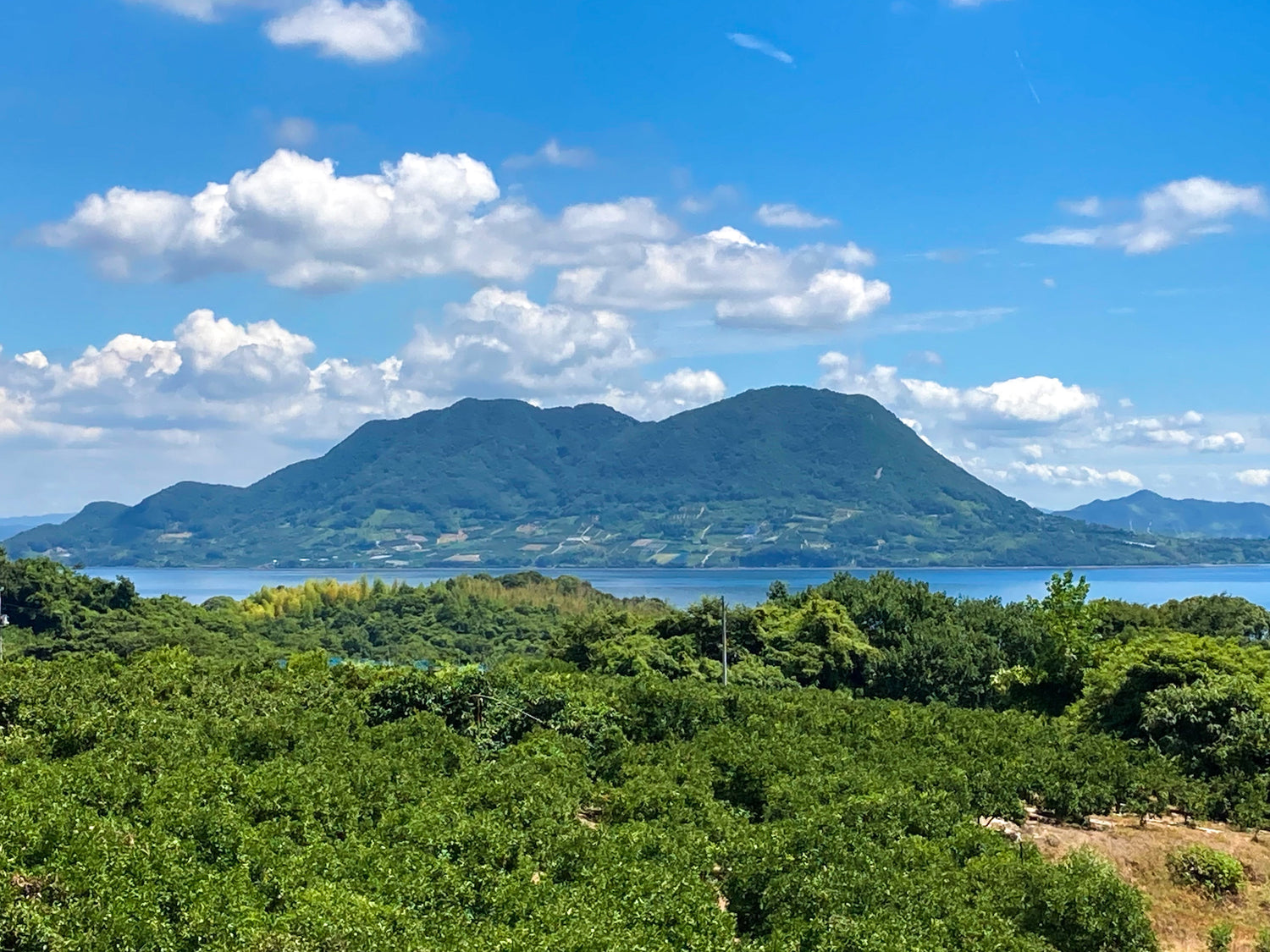 瀬戸内海の島 大三島 温暖な気候で神の島レモンが作られます
