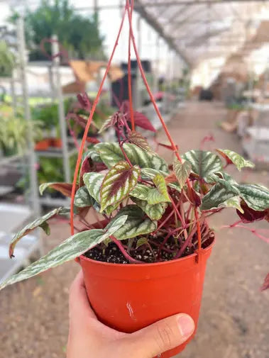 Begonia Rex Vine (Hanging Basket)
