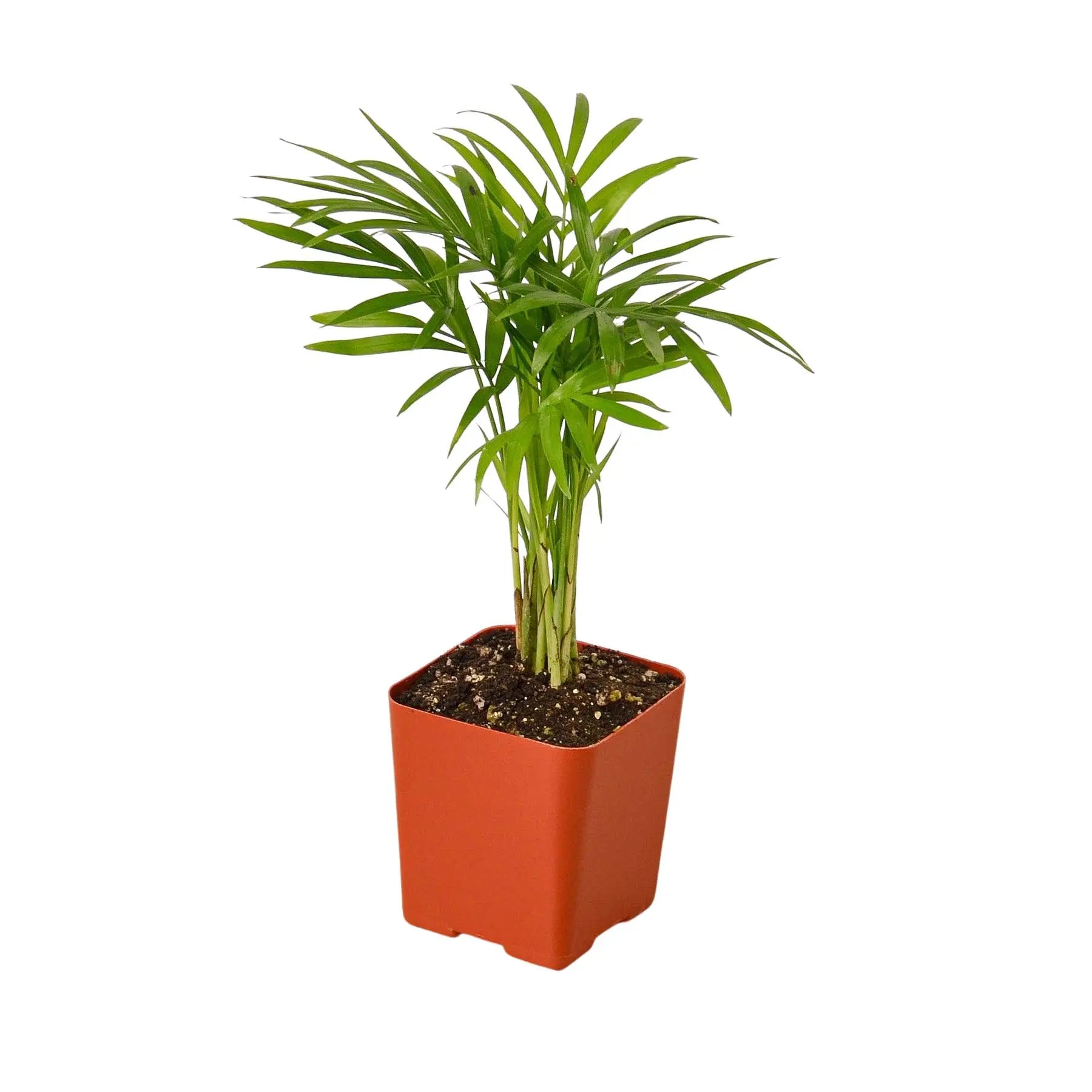 Tropical Plant Combo  (4-Plants)