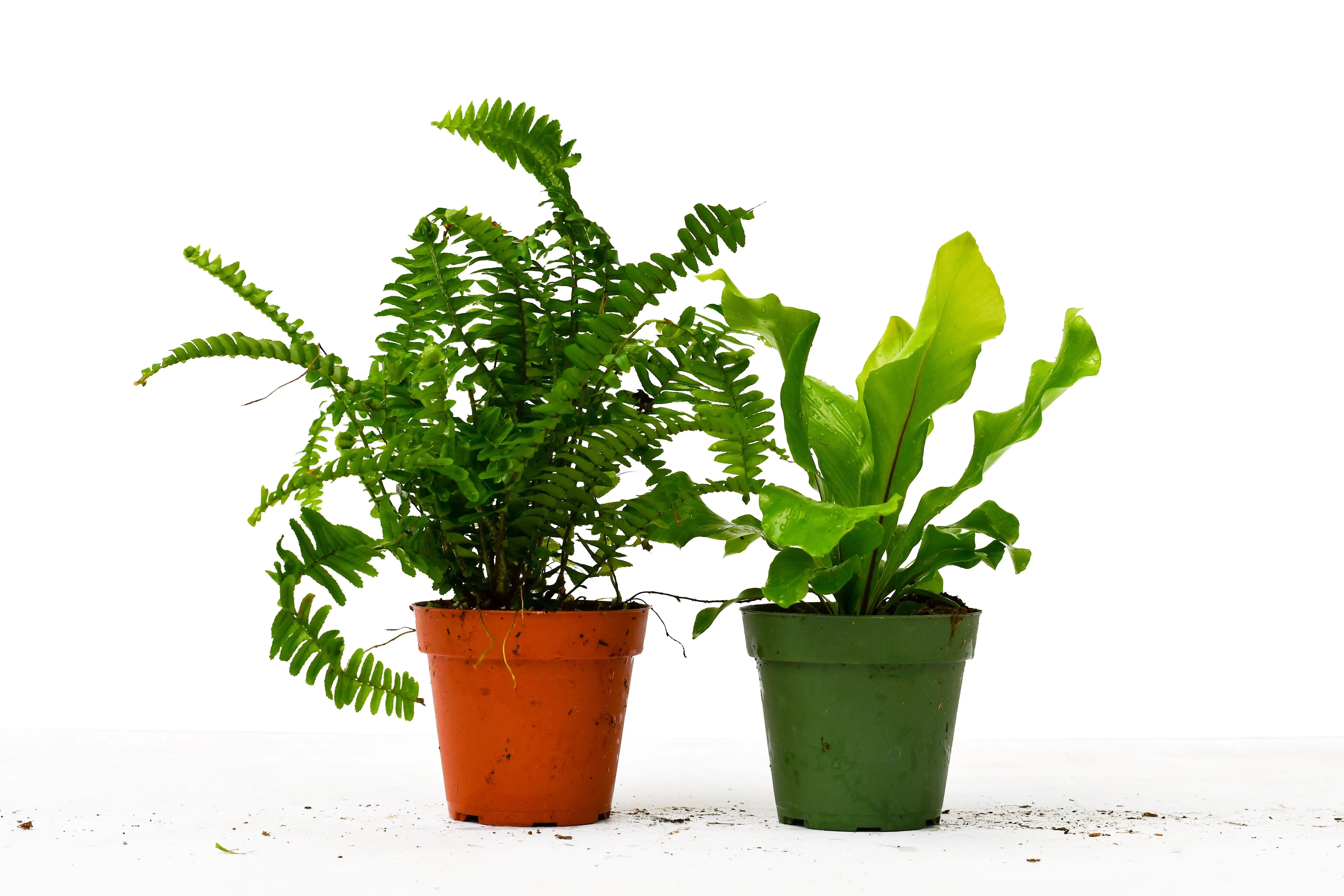 Fern Combo  (2, 3 or 4 Plants)