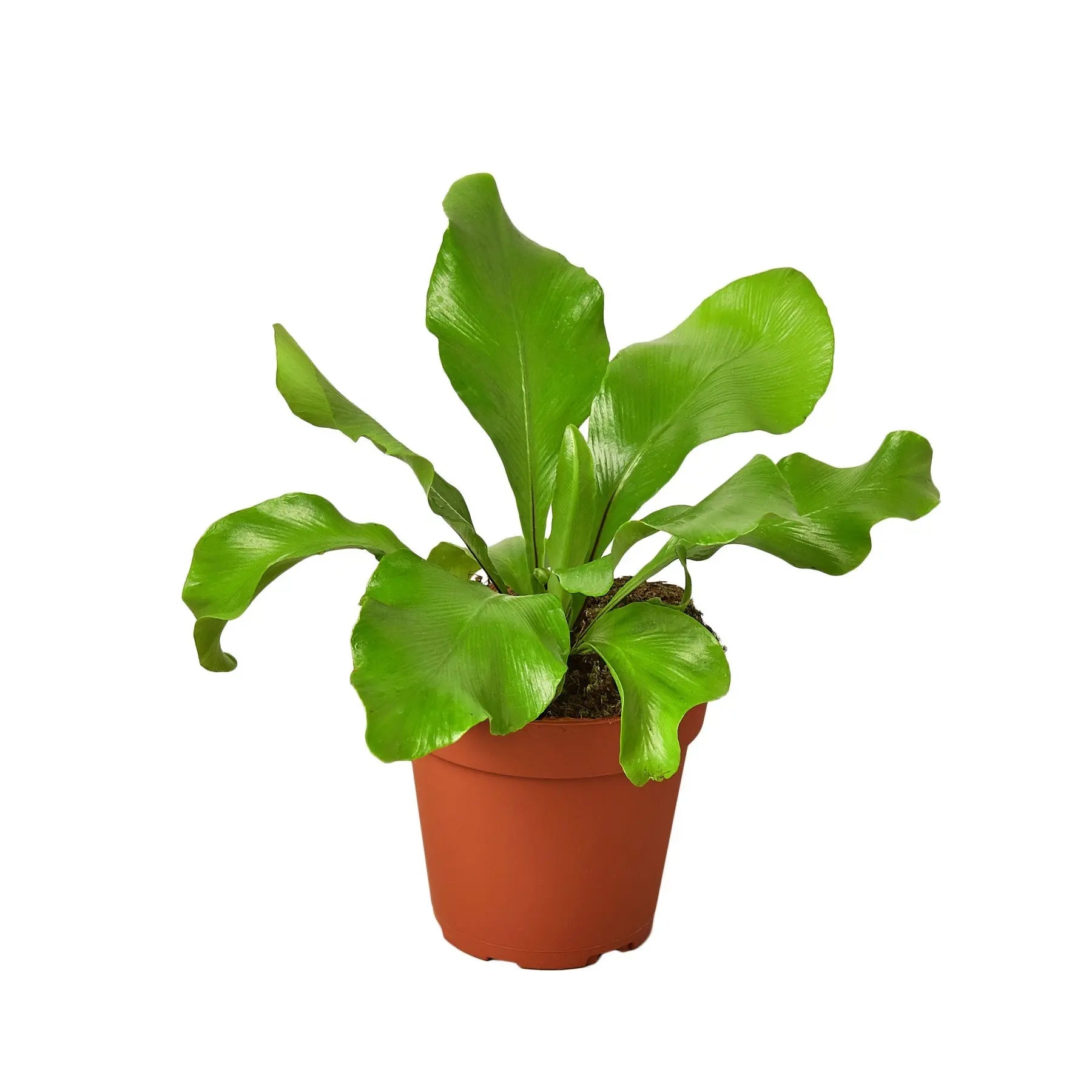 Fern Combo  (2, 3 or 4 Plants)