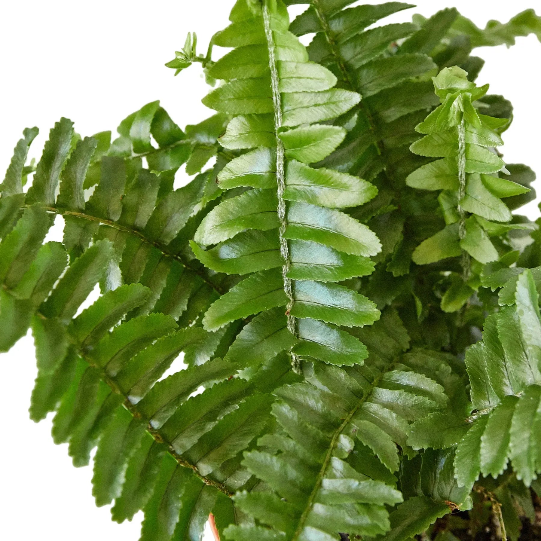 Fern Combo  (2, 3 or 4 Plants)