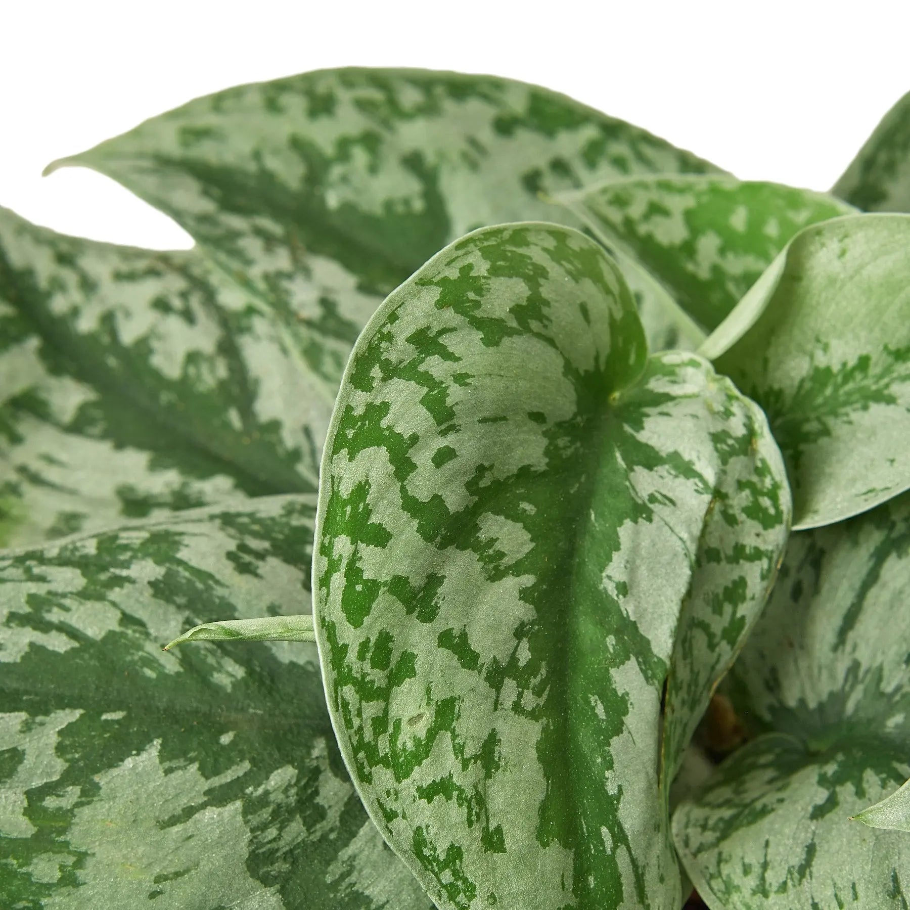 Pothos Silver Splash Scindapsus Pictus Exotica