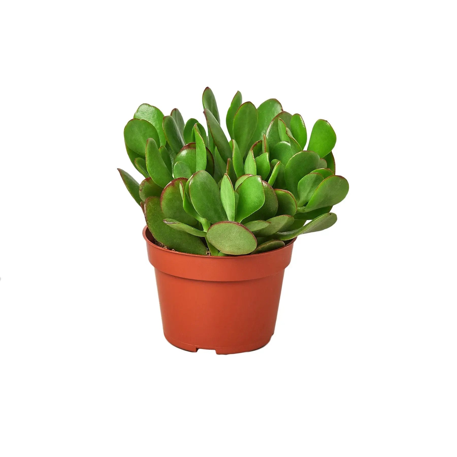 Succulent Crassula Jade