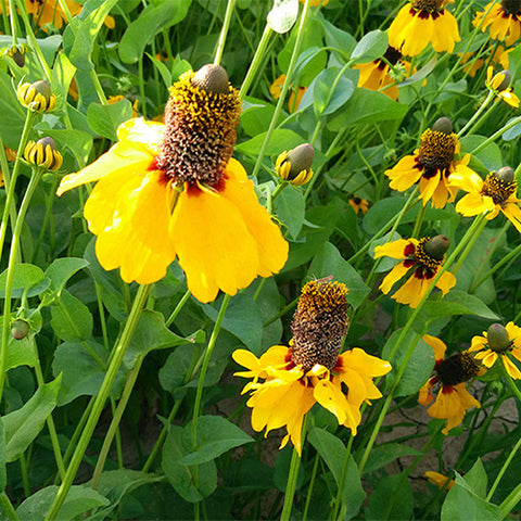 Ratibida Columnifera Seeds Sowing and breeding