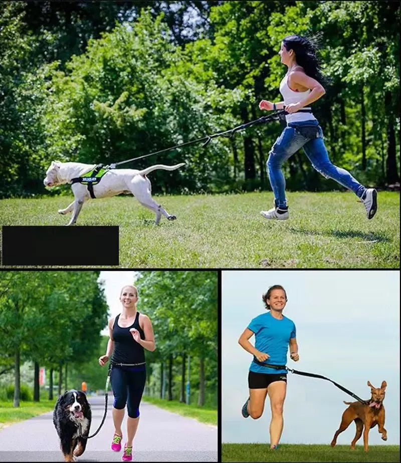 Training Dog Leash - Training Dog to Walk on a Leash