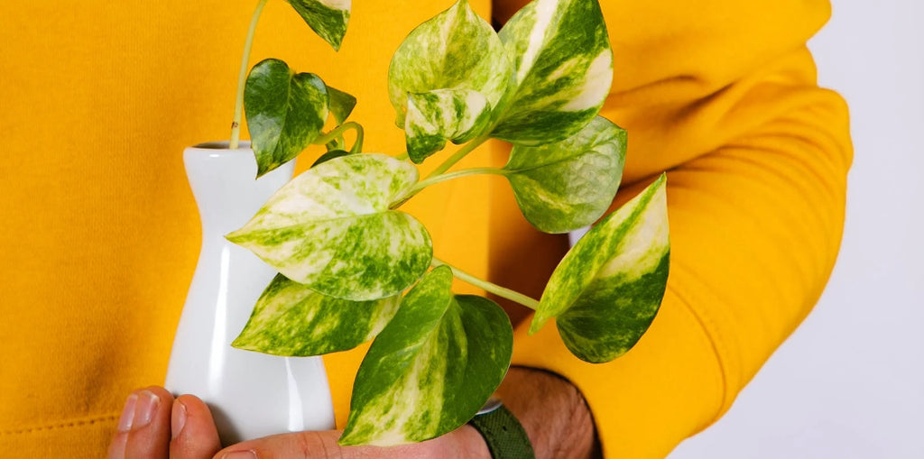 Zimmerpflanzen: Die Natur ins Haus bringen