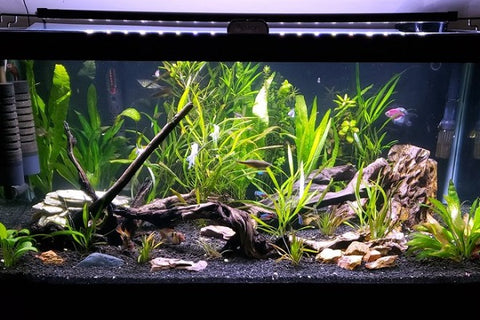 Medium tank-40 gallons