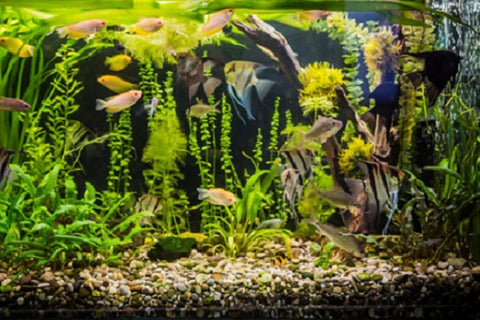 Angelfish in a 55-gallon tank