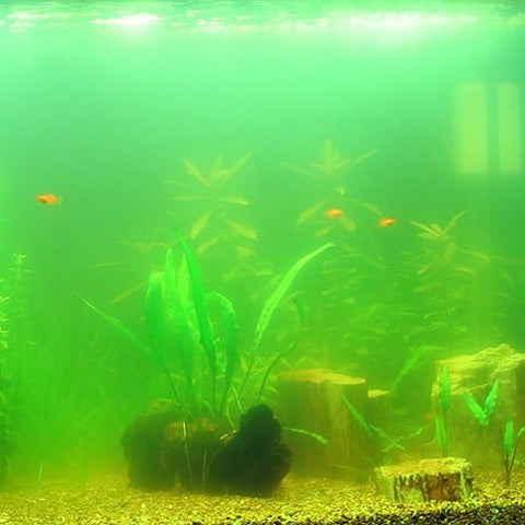 Algae in fish tank