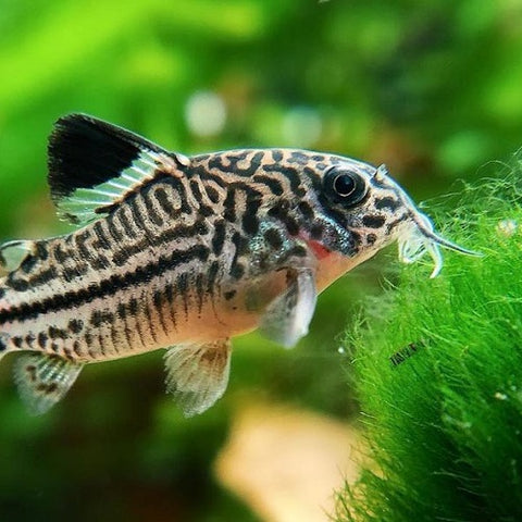 Cory catfish eating algae