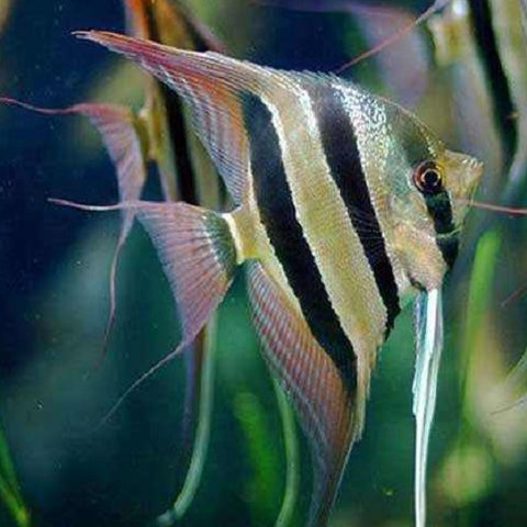 Altum Angelfish