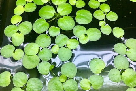 Amazon Frogbit