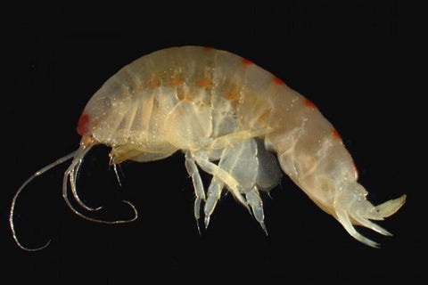 Amphipod