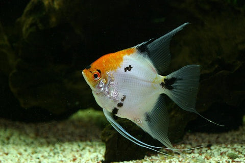 Angelfish