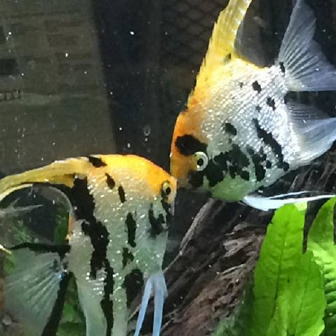 Angelfish kissing