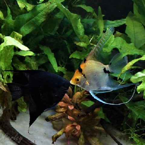 Two angelfish locking their lips