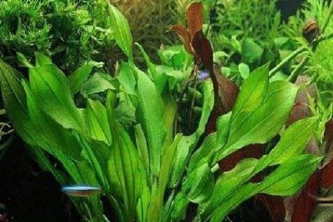 Aquarium plant