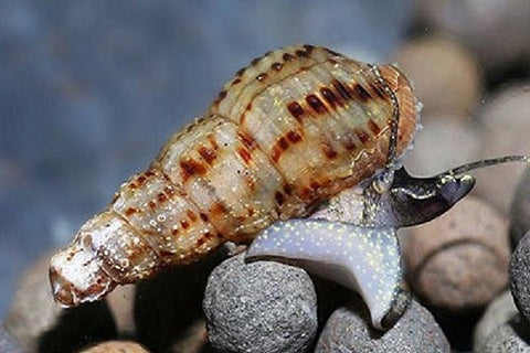 Livestock-snail