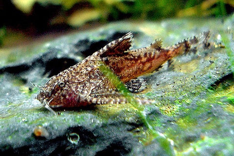 Asian Stone Catfish