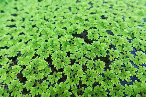 Azolla