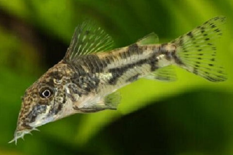 Banded Corydoras