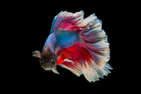 Betta fish