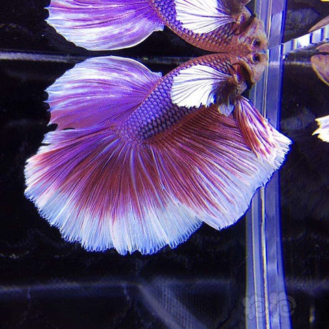 Betta