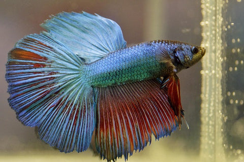 Betta