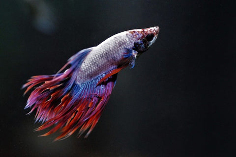 Algae eater-Betta fish