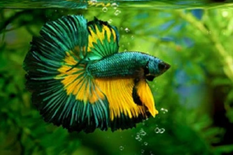 Betta fish