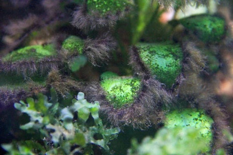 Black Beard Algae