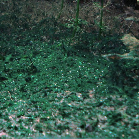 Blue-green algae