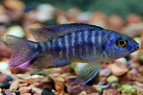 Blue Peacock Cichlid