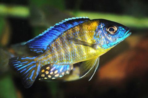 Blue neon peacock cichlid