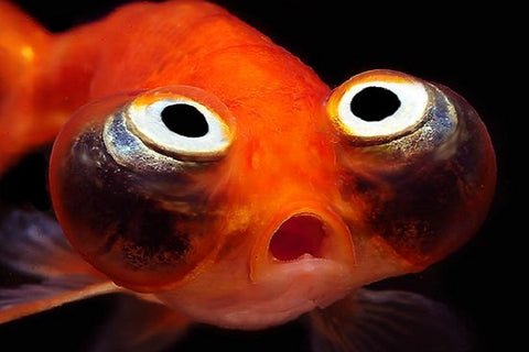 Celestial Eye Goldfish