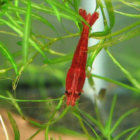 Cherry Shrimp