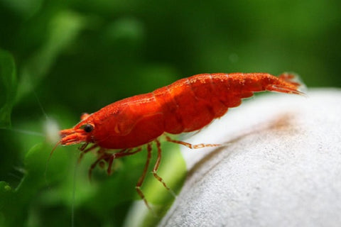 Cherry shrimp