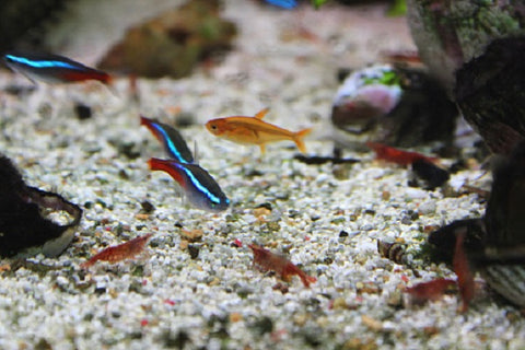 Cherry shrimp and neon tetra