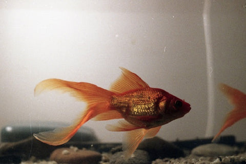 Comet Goldfish