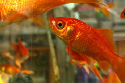 Common Goldfish