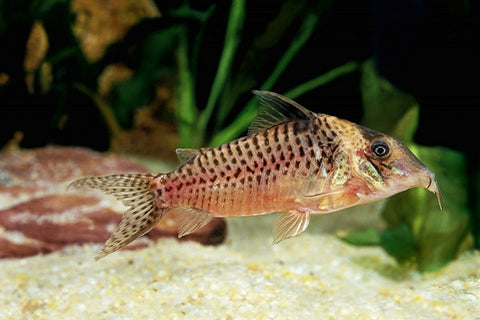 Corydoras Catfish