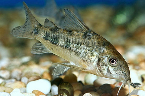 Cory Catfish