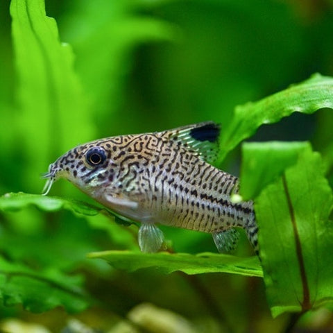 Corydoras Catfish